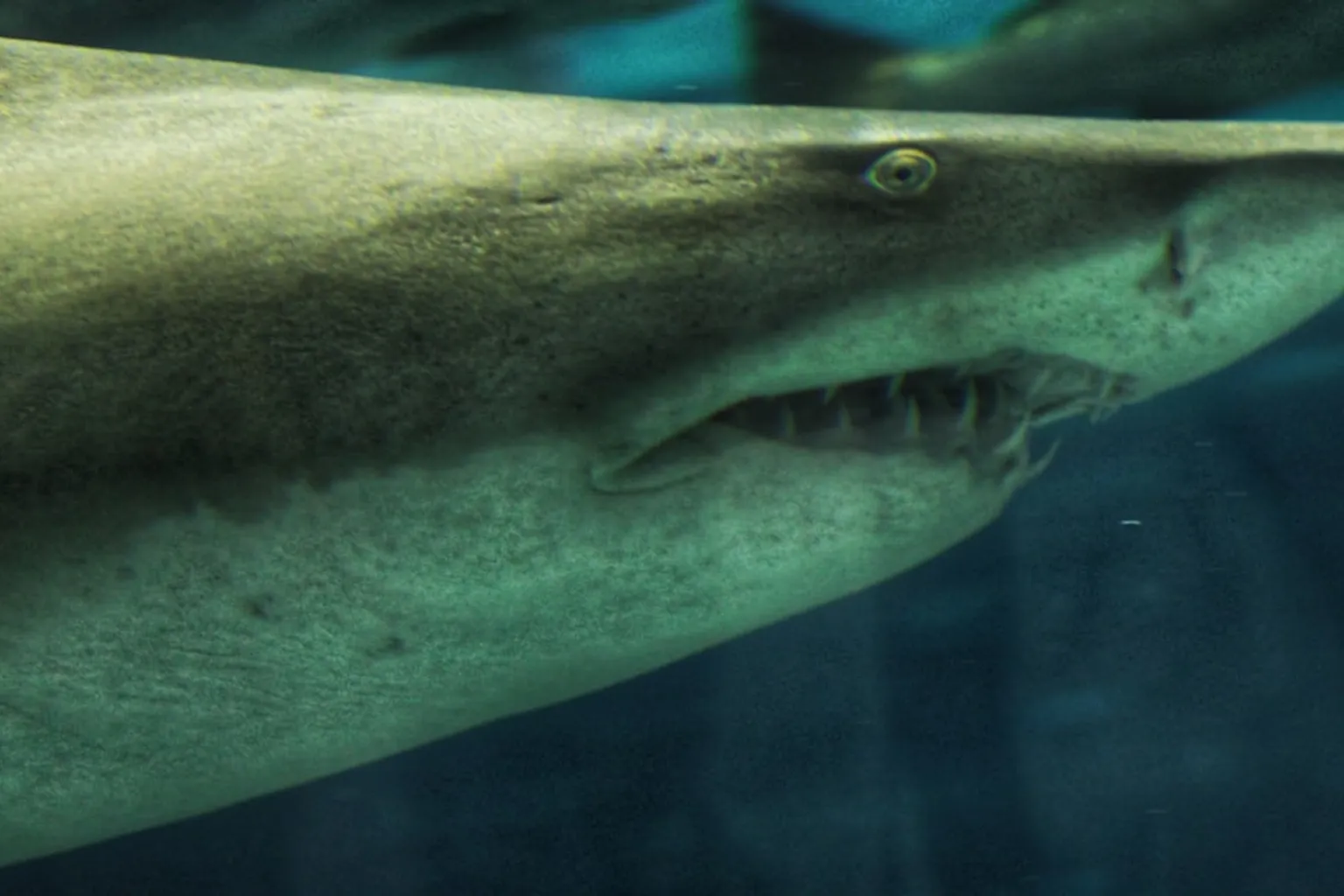 Aquarium de Barcelone tarifs : guide de calcul pour une sortie