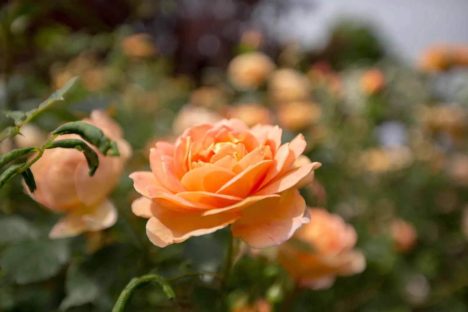 Billets Jardins de Harlow Carr : guide pratique pour réserver en ligne