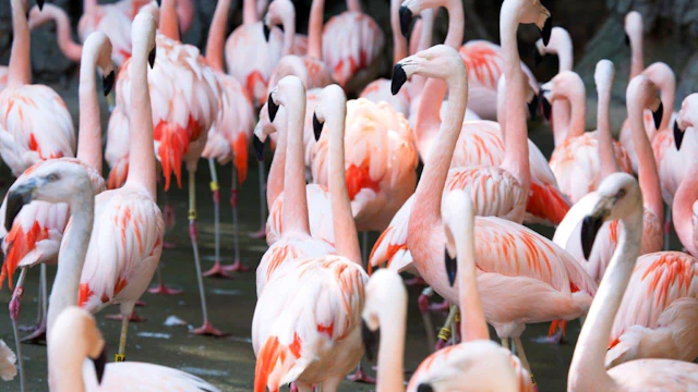 Zoo d'Atlanta