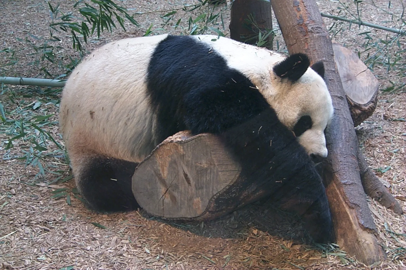 Zoo d'Atlanta horaires : la checklist pour calculer les durées