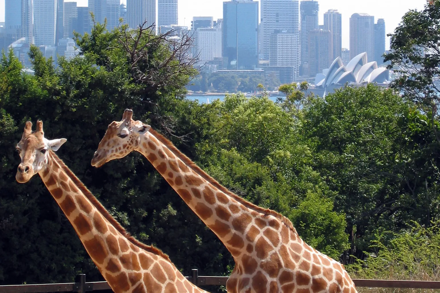 Zoo de Taronga : étapes pour réserver ses billets et préparer sa visite