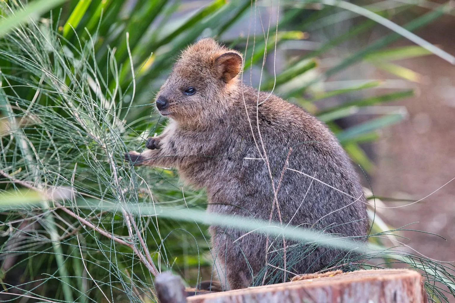 Zoo de Taronga : étapes pour réserver ses billets et préparer sa visite